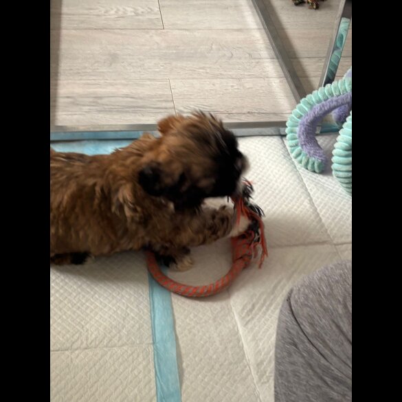 Shih Tzu