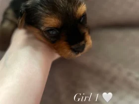 Yorkshire Terrier