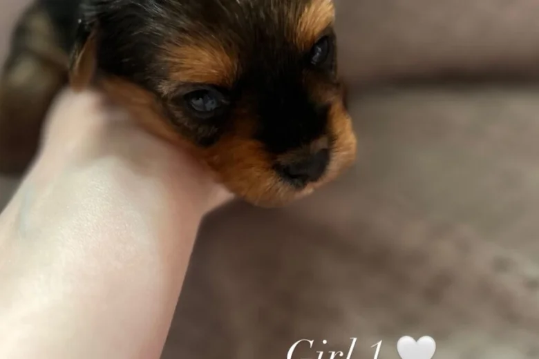 Yorkshire Terrier