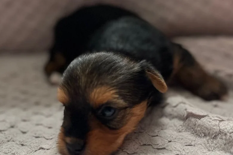 Yorkshire Terrier