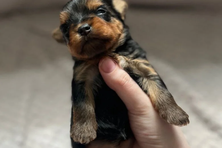 Yorkshire Terrier