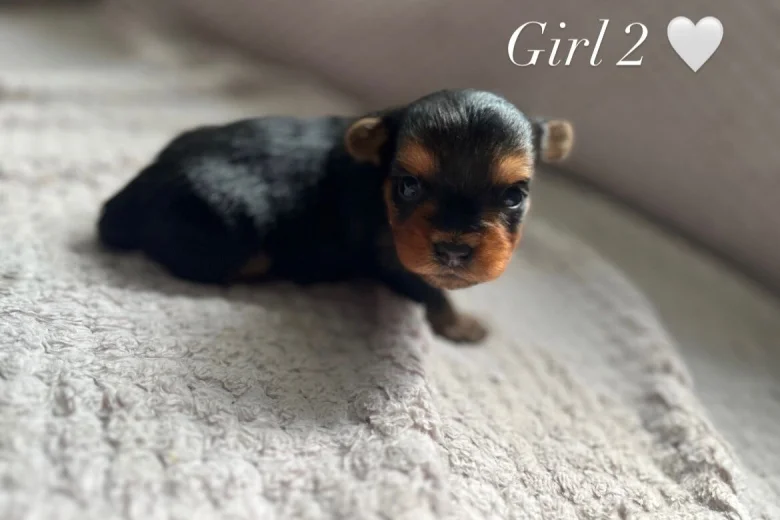 Yorkshire Terrier