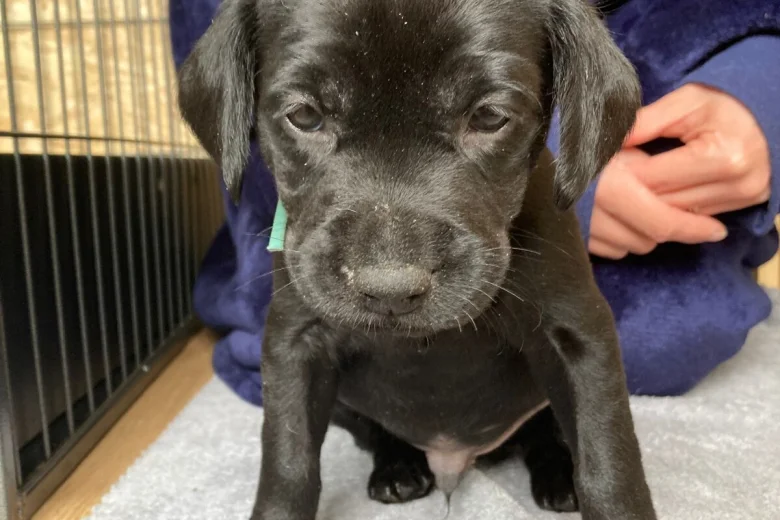 Labrador Retriever