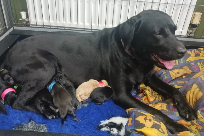 Labrador Retriever