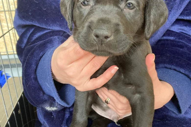 Labrador Retriever