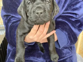 Labrador Retriever