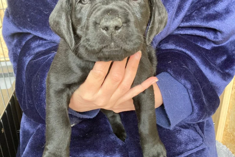 Labrador Retriever