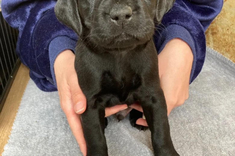 Labrador Retriever