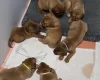 Dogue De Bordeaux