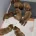 Dogue De Bordeaux