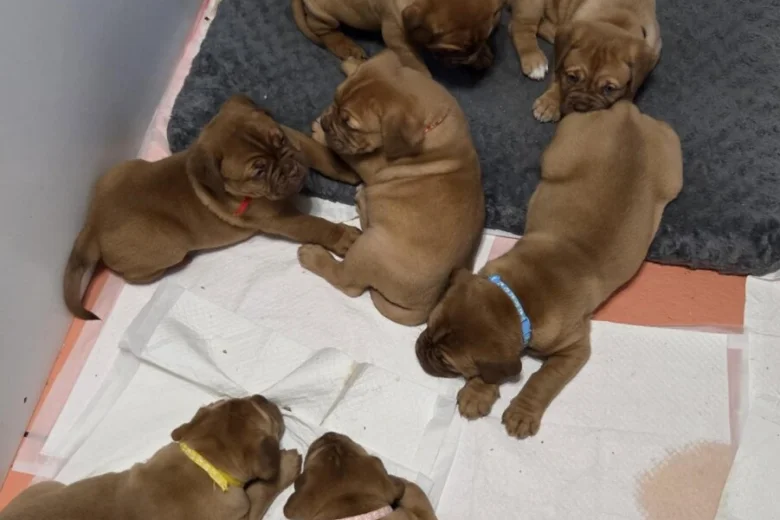 Dogue De Bordeaux