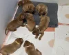 Dogue De Bordeaux