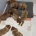 Dogue De Bordeaux