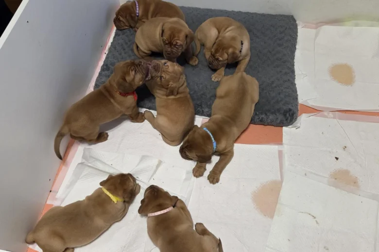 Dogue De Bordeaux