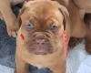 Dogue De Bordeaux