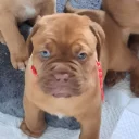 Dogue De Bordeaux