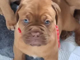 Dogue De Bordeaux