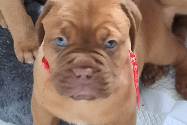 Dogue De Bordeaux