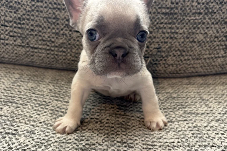 French Bulldog
