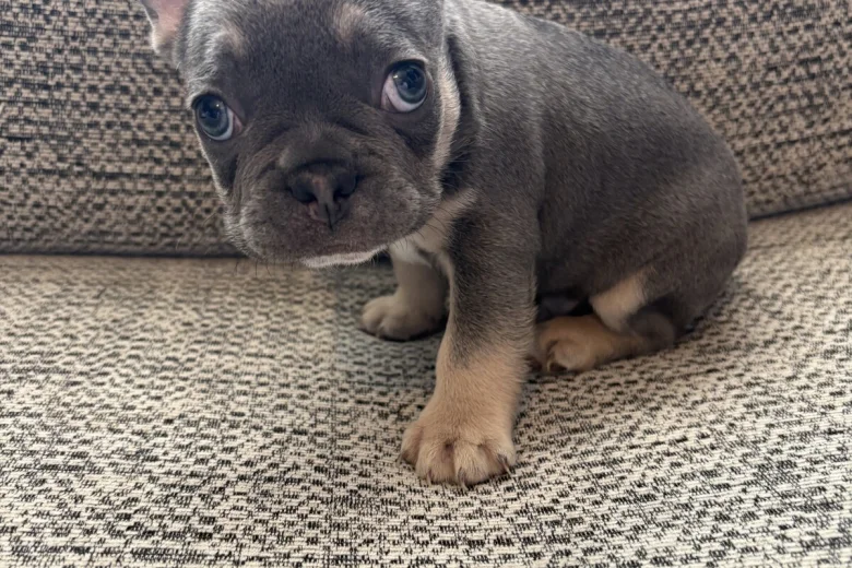 French Bulldog