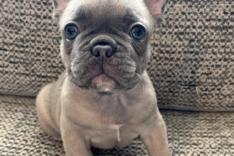 French Bulldog