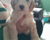 Cockapoo