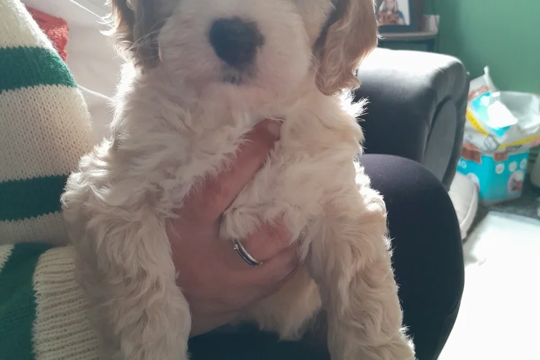 Cockapoo