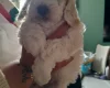 Cockapoo