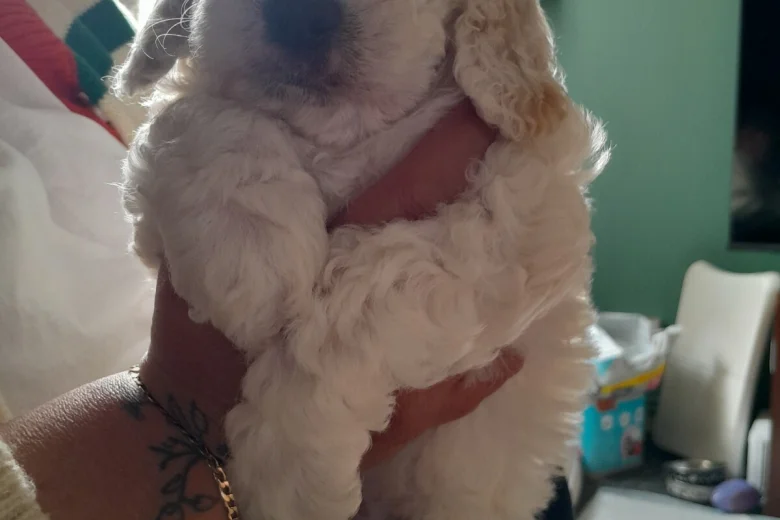 Cockapoo