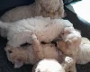 Cockapoo