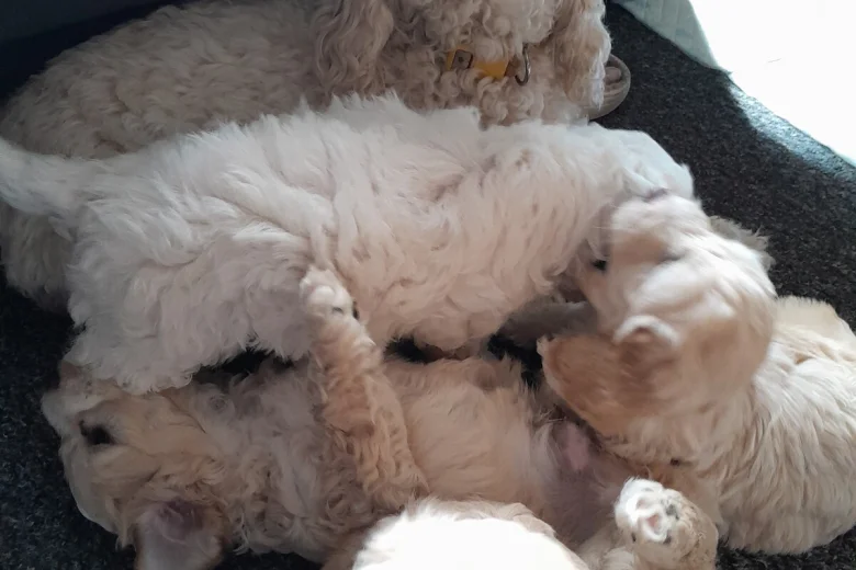 Cockapoo