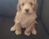 Cockapoo