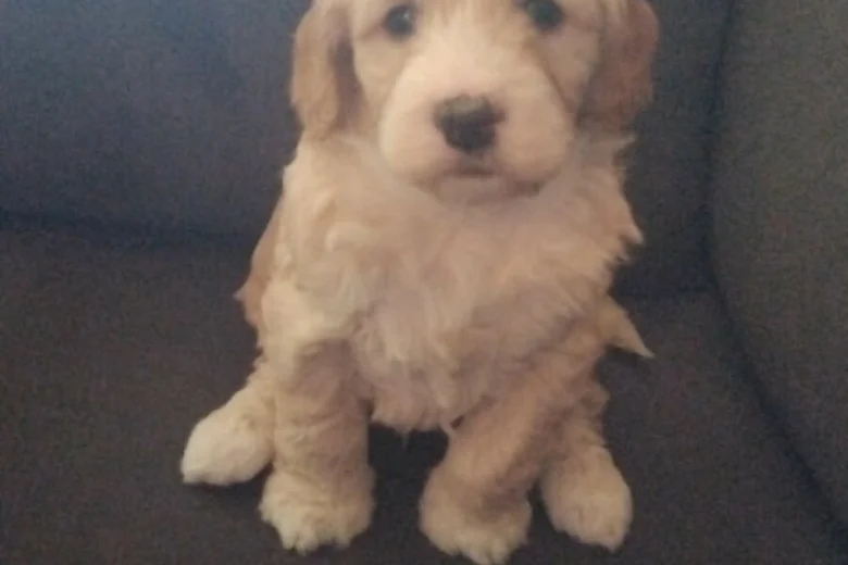 Cockapoo