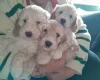 Cockapoo