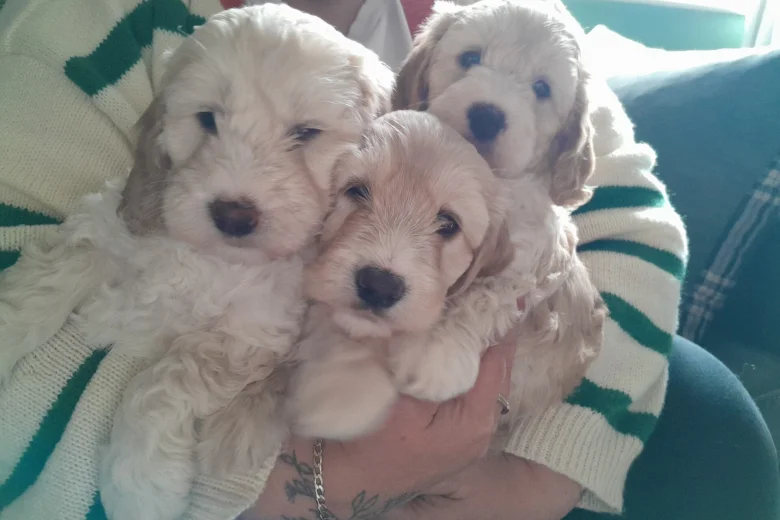 Cockapoo