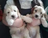 Cockapoo
