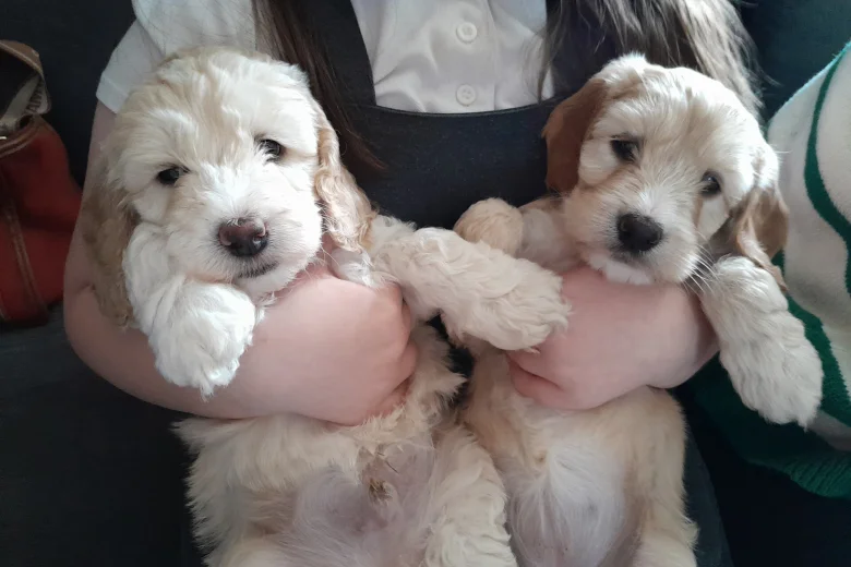 Cockapoo