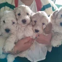 Cockapoo