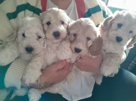 Cockapoo
