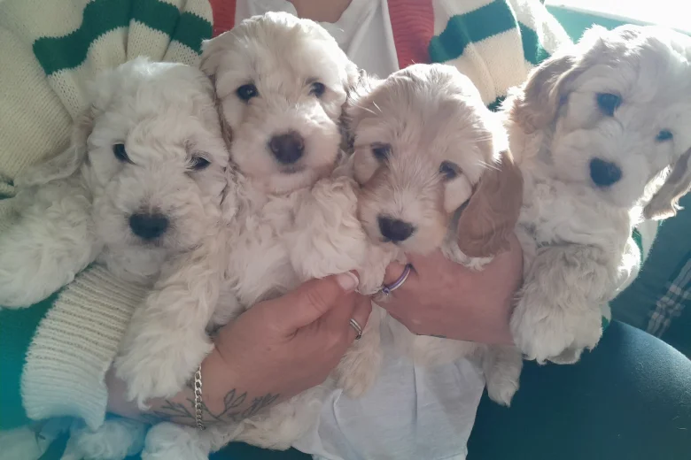 Cockapoo