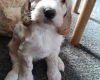 Cockapoo