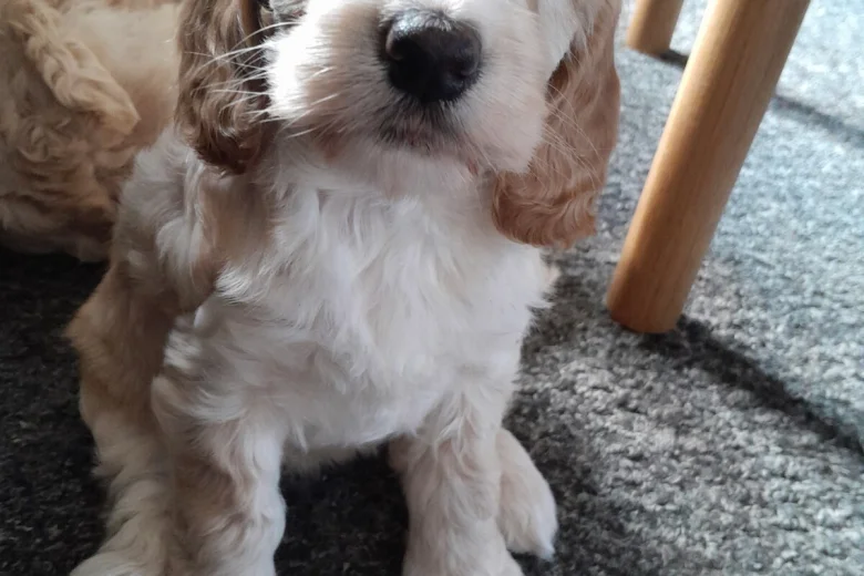Cockapoo