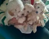 Cockapoo