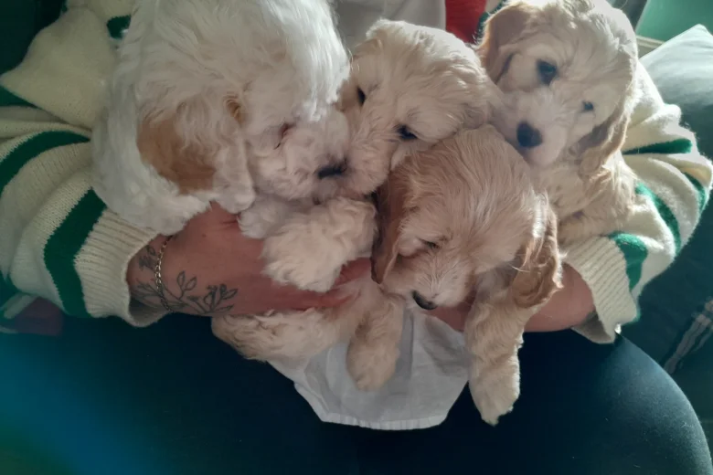 Cockapoo