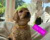 Cockapoo