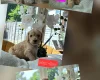 Cockapoo