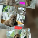 Cockapoo