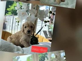 Cockapoo