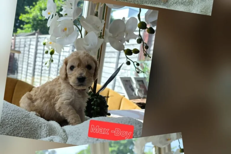 Cockapoo