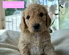 Cockapoo